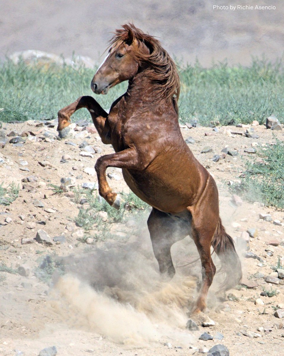 FreeWildHorses's tweet photo. The Stallion Dance. πΊ
Much of the time it is posturing - giving a warning to another stallion who has come too close. A meaningful form of communication on the range. π΅
π Virginia Range, Nevada
#dance #stallion #posturing #wildhorses #communication #nevada #staywild https://t.co/tQ52Ah0uWj