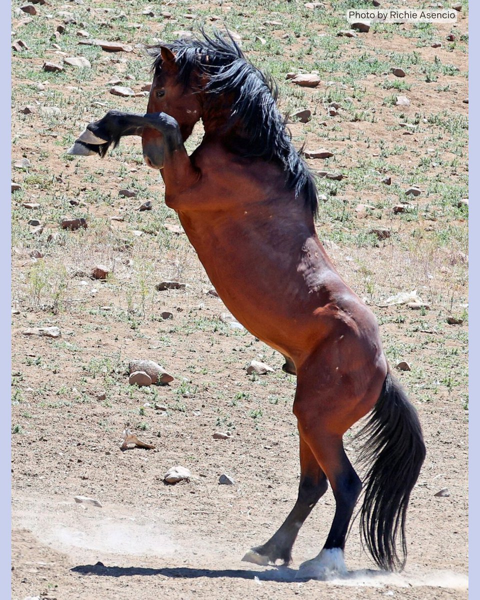 FreeWildHorses's tweet photo. The Stallion Dance. πΊ
Much of the time it is posturing - giving a warning to another stallion who has come too close. A meaningful form of communication on the range. π΅
π Virginia Range, Nevada
#dance #stallion #posturing #wildhorses #communication #nevada #staywild https://t.co/tQ52Ah0uWj
