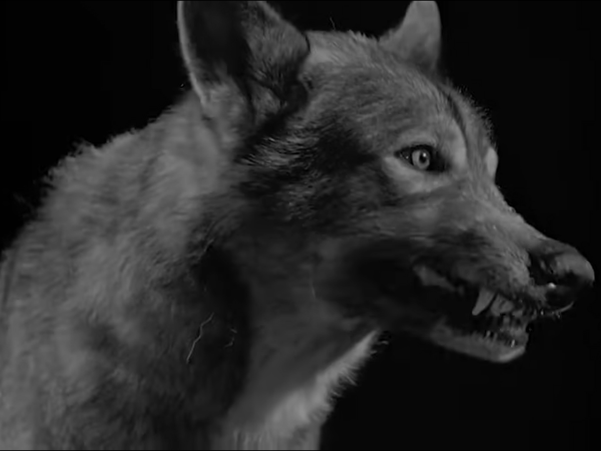 Cry of the Werewolf (1944)

The first feature film with a female werewolf