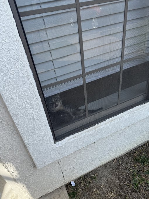 Black Panther Hotline - 2 pic. something about a cat in a windowsill gets me fucking HYPED !! 😸 https://t.co/u11XzaMFAI