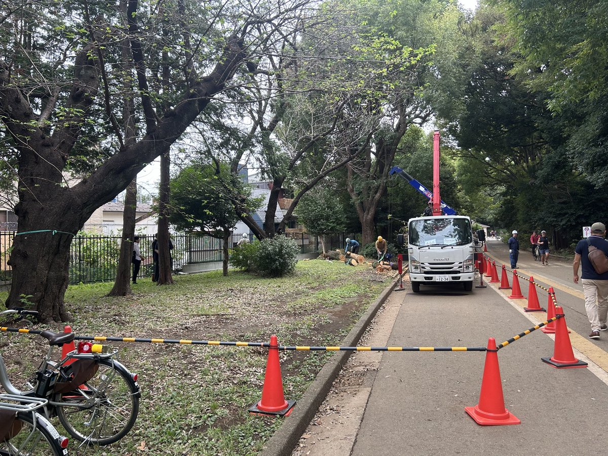 Re_Bone_Tokyo's tweet photo. ショック😱
今朝ZIPで駒沢公園の桜の木が、原因不明で突然倒れたっていうニュースをやっていて、悪い予感がしたので行ってみたら、僕が勝手に名前をつけて休みの日に会いに行っていた桜の木"さくら"だった🌸
今年は周りの桜から1〜2��間遅れての桜の開花だったんですけど、何か関係あったのか��😢🍀 https://t.co/1aNOzw2aYu