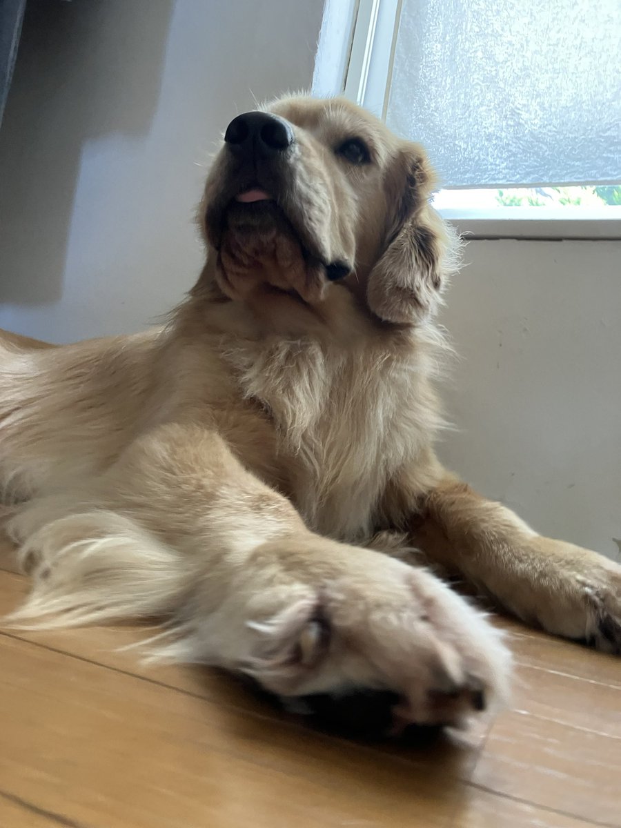 Cole_House_1's tweet photo. 起床なう🐶 https://t.co/pGrV630N8t