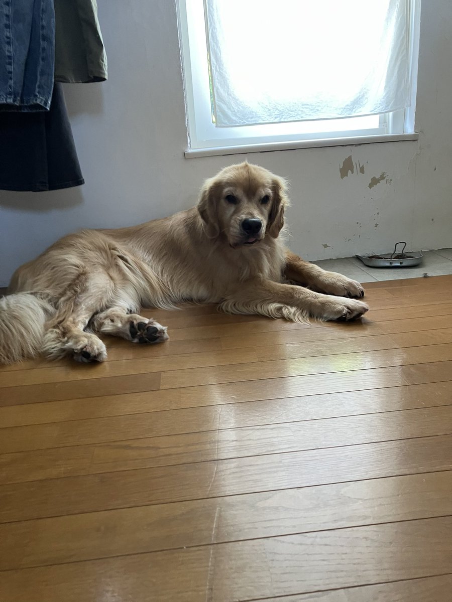 Cole_House_1's tweet photo. 起床なう🐶 https://t.co/pGrV630N8t