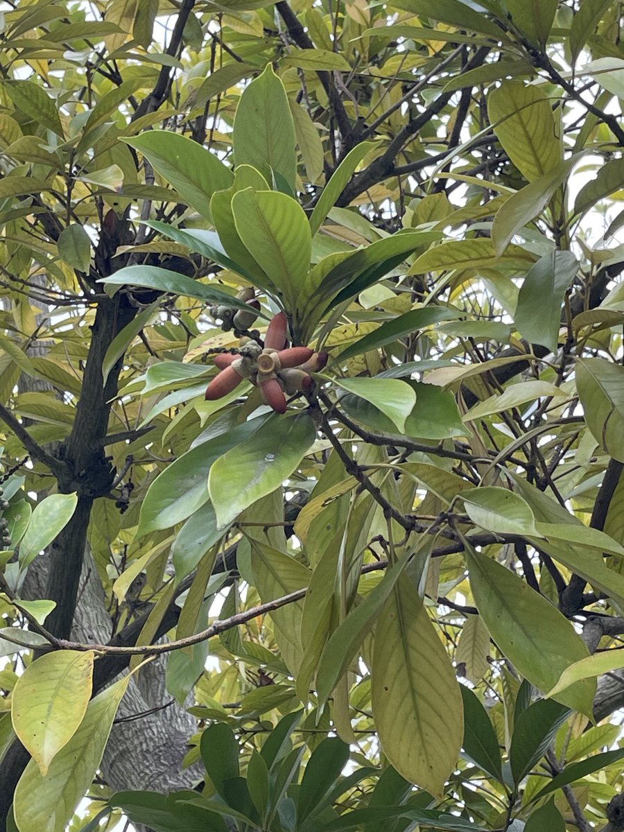 どんぐりが生ってますねぇ😌

コナラですね