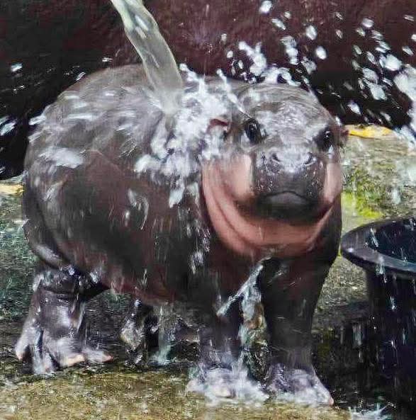 and_khamoo's tweet photo. เค้าแซบตั้งแต่เด็กเลยนะเนี่ย
 #hippo #PygmyHippo #ขาหมูแอนด์เดอะแก๊ง #หมูเด้งจะเด้งกี่โมง #Moodeng #พี่ขาหมู #สวนสัตว์แปลกเขาเขียว https://t.co/vOVLGg3YT1
