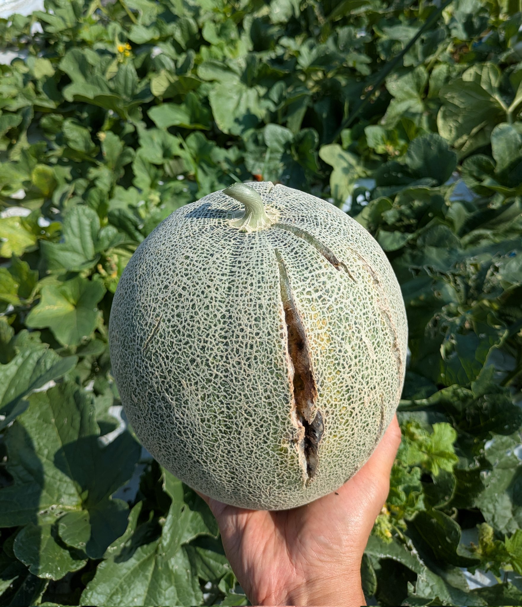 確認どうぞ♥西瓜の皮の色の斑入りです。 スイカ (@740Suikaya3) / X