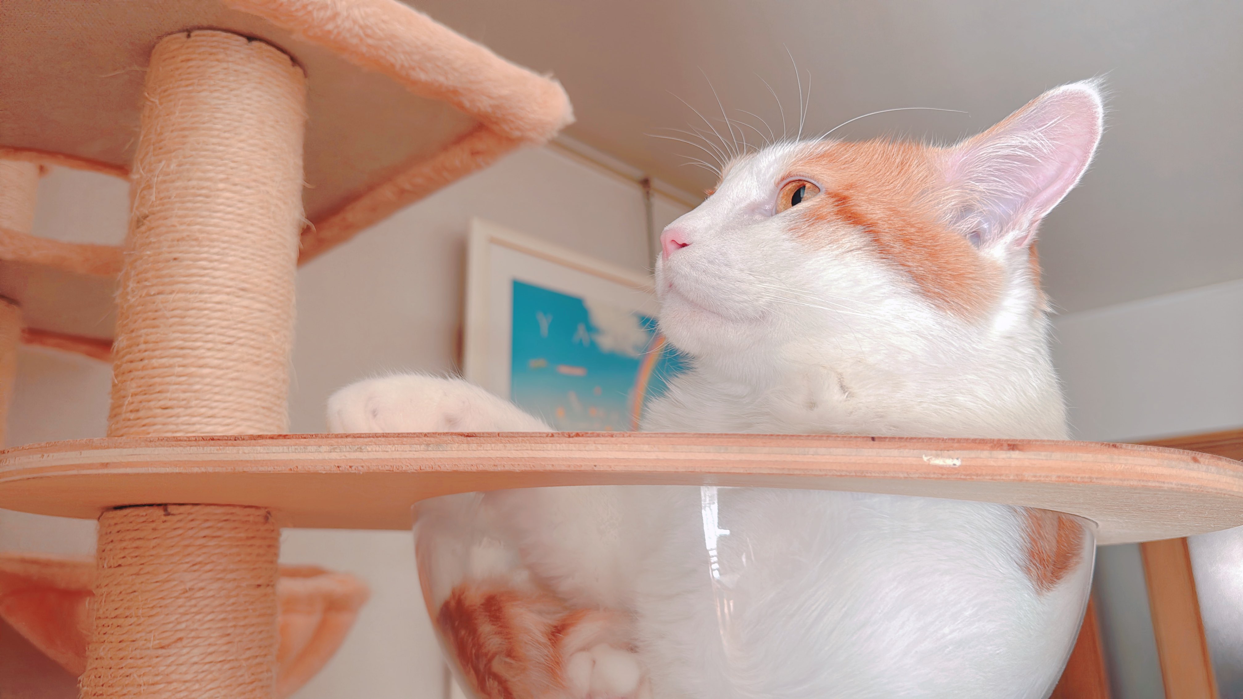 白猫好き れおん🐈 on X: 