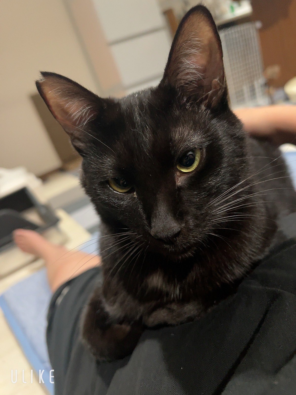 黒猫3兄妹 on X: 