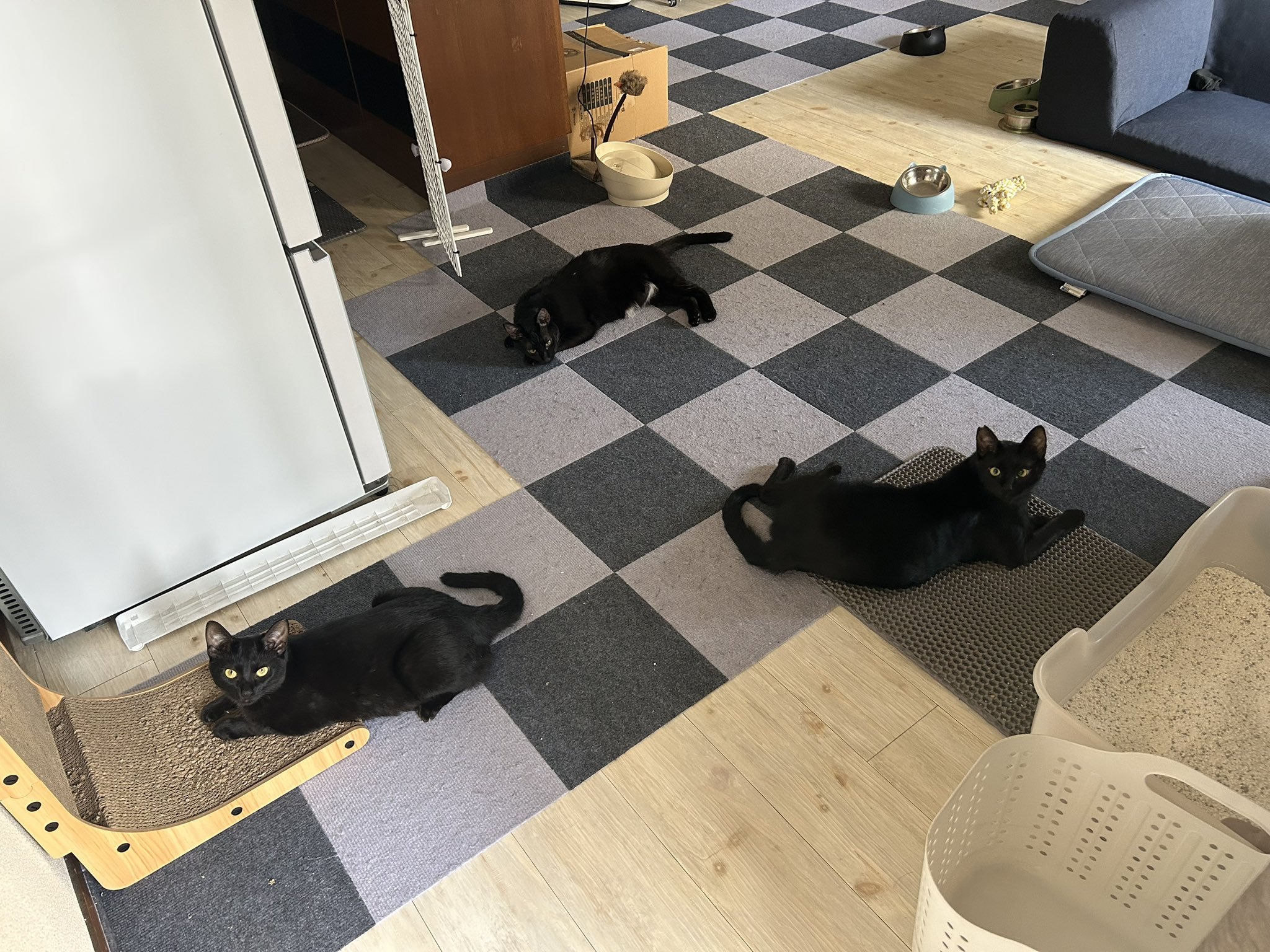 黒猫3 黒猫3兄妹 on X: 
