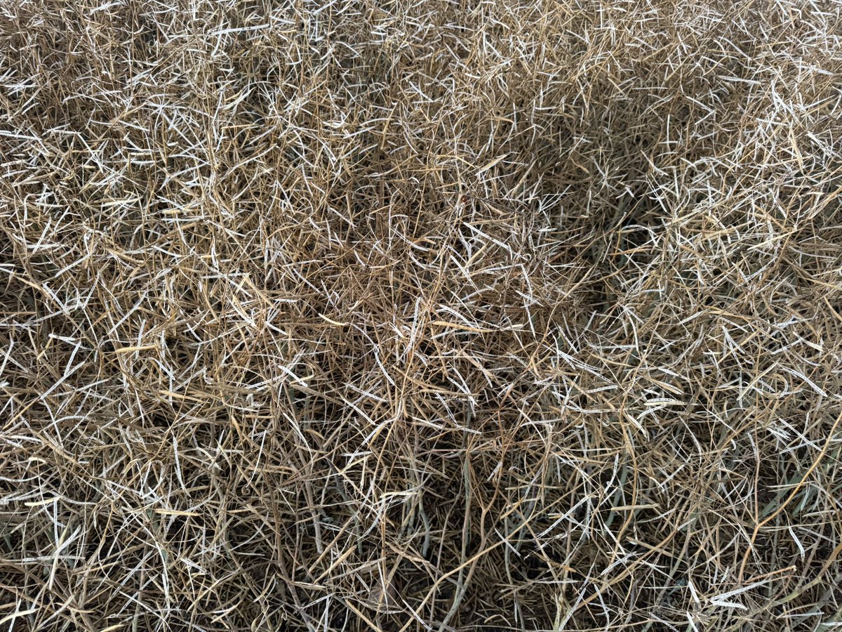 Rob Stone 🇨🇦 🧢 tweet media