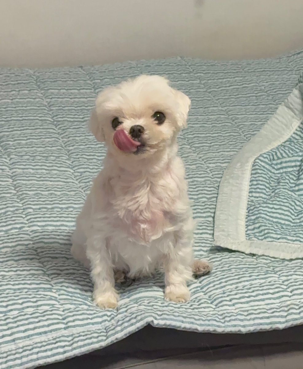 우리 살구 이렇게나 커여운 강아지인데 못생겼다니..세상의 아름다움을 보지 못하는 당신의 눈이 안타깝네요