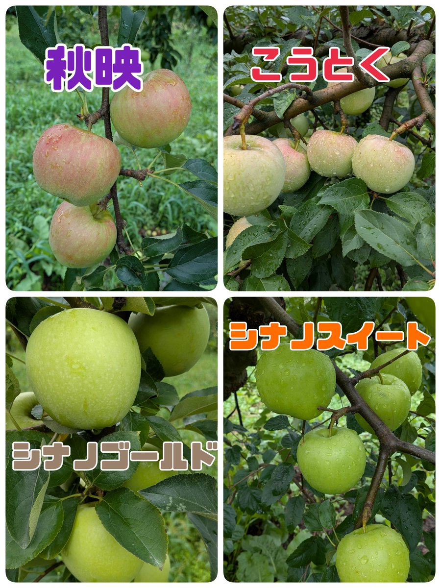 kousakuringoen's tweet photo. 9月上旬のりんごの様子です。

ふじ以外の品種は葉摘み完了して色付きを待つ段階となりました。
※シナノゴールドは黄色いりんごなので葉摘みせず。

今年は７〜８月の少雨が成長に影響して、平均してりんごの大きさが小さ目かも知れませんが味に関しては特別心配していませんのでご安心ください。 https://t.co/l66D8SjZrz