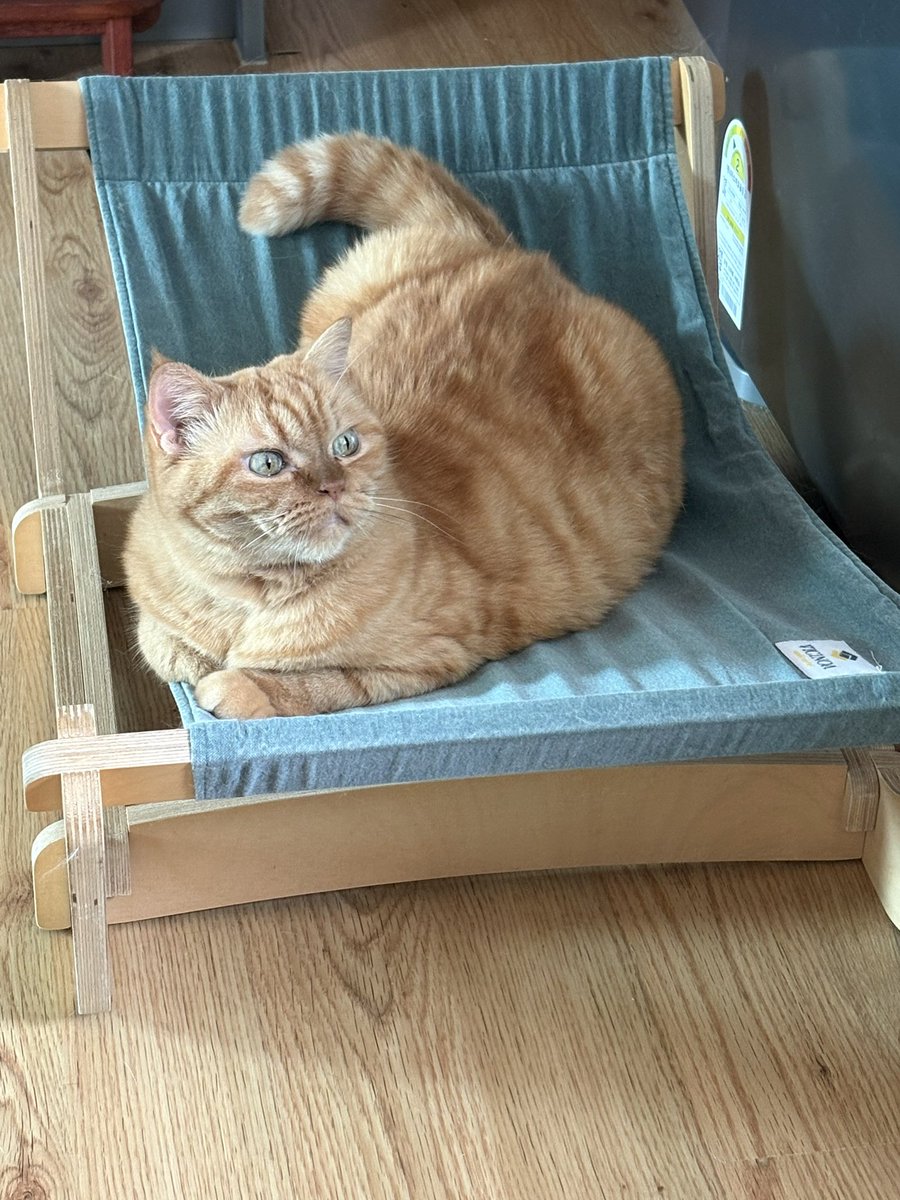 창 밖에 까마귀 출현