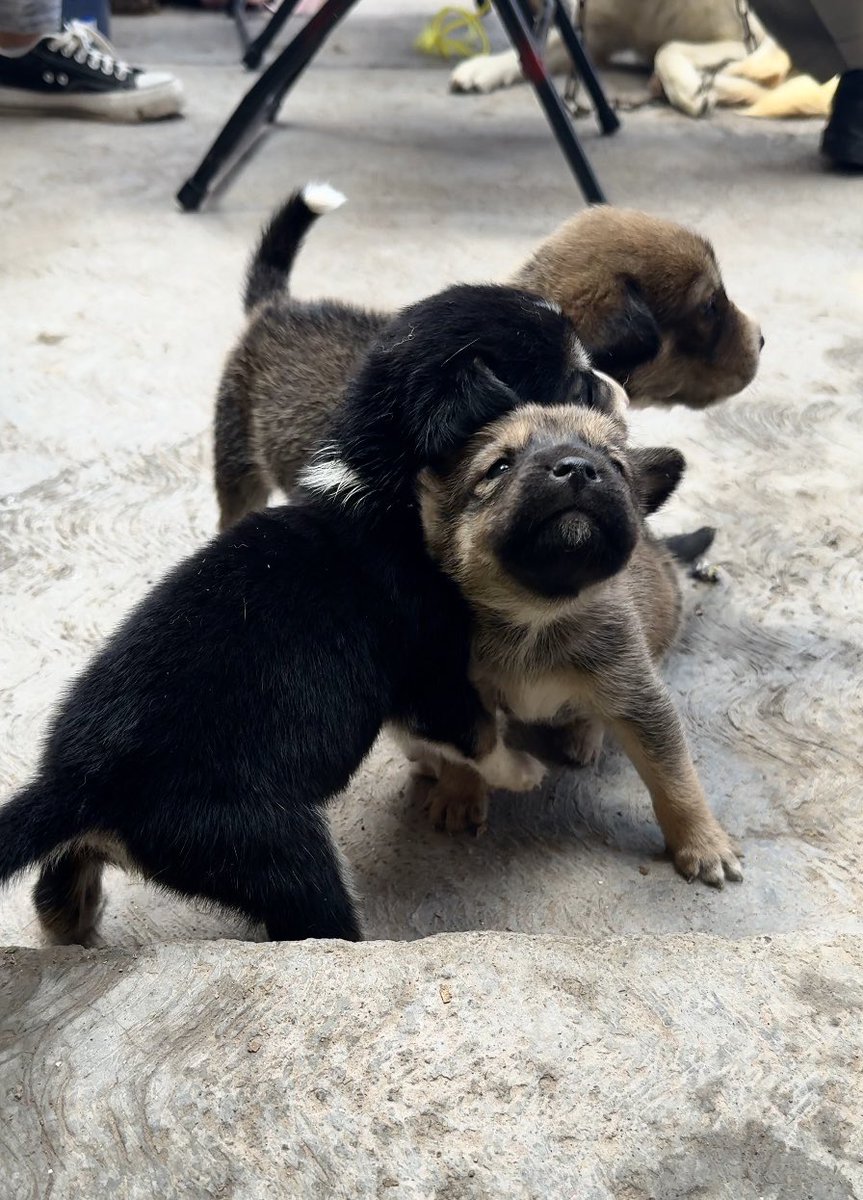 PetWorld_app's tweet photo. Morí con la foto de estos dos hermanitos de la campaña de esterilización en 📍Hidalgo 🥹🥹🐶💚 

#perritos #perros #perroscallejeros https://t.co/dm9WO03lhI