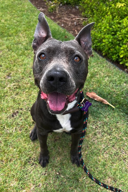 MidWeek (@midweekhawaii) on Twitter photo Ali‘i Akana is a 53-pound, 3-year-old American pit bull-terrier mix who is a well-mannered boy has the perfect balance of playful energy and peaceful companionship. Meet Ali‘i Akana at the <a href="/hawaiianhumane/">Hawaiian Humane Society</a> Kosasa Family Campus at Ho‘opili from 11 a.m.-6 p.m. daily. #midweekhawaii Ali‘i Akana is a 53-pound, 3-year-old American pit bull-terrier mix who is a well-mannered boy has the perfect balance of playful energy and peaceful companionship. Meet Ali‘i Akana at the <a href="/hawaiianhumane/">Hawaiian Humane Society</a> Kosasa Family Campus at Ho‘opili from 11 a.m.-6 p.m. daily. #midweekhawaii