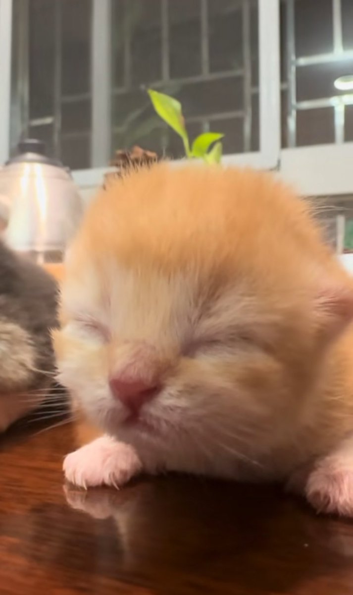 lil vro thinks he's a pikmin !!