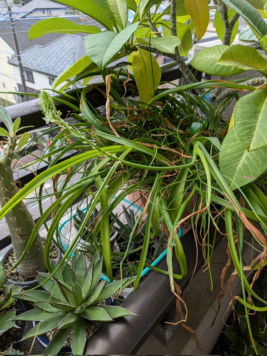 springpudding21's tweet image. おはようございます🌞
母が生前20年以上前にくれた球根植物に小さな白い花が初めて咲きました🌼名前が分かりません😅
どなたかご存知でしたら教えてください🙏☺️
プルメリアも元気です💪
今日は植物イベントに行ってきます🌿
皆さま今日もステキな1日を🌈☺✨️