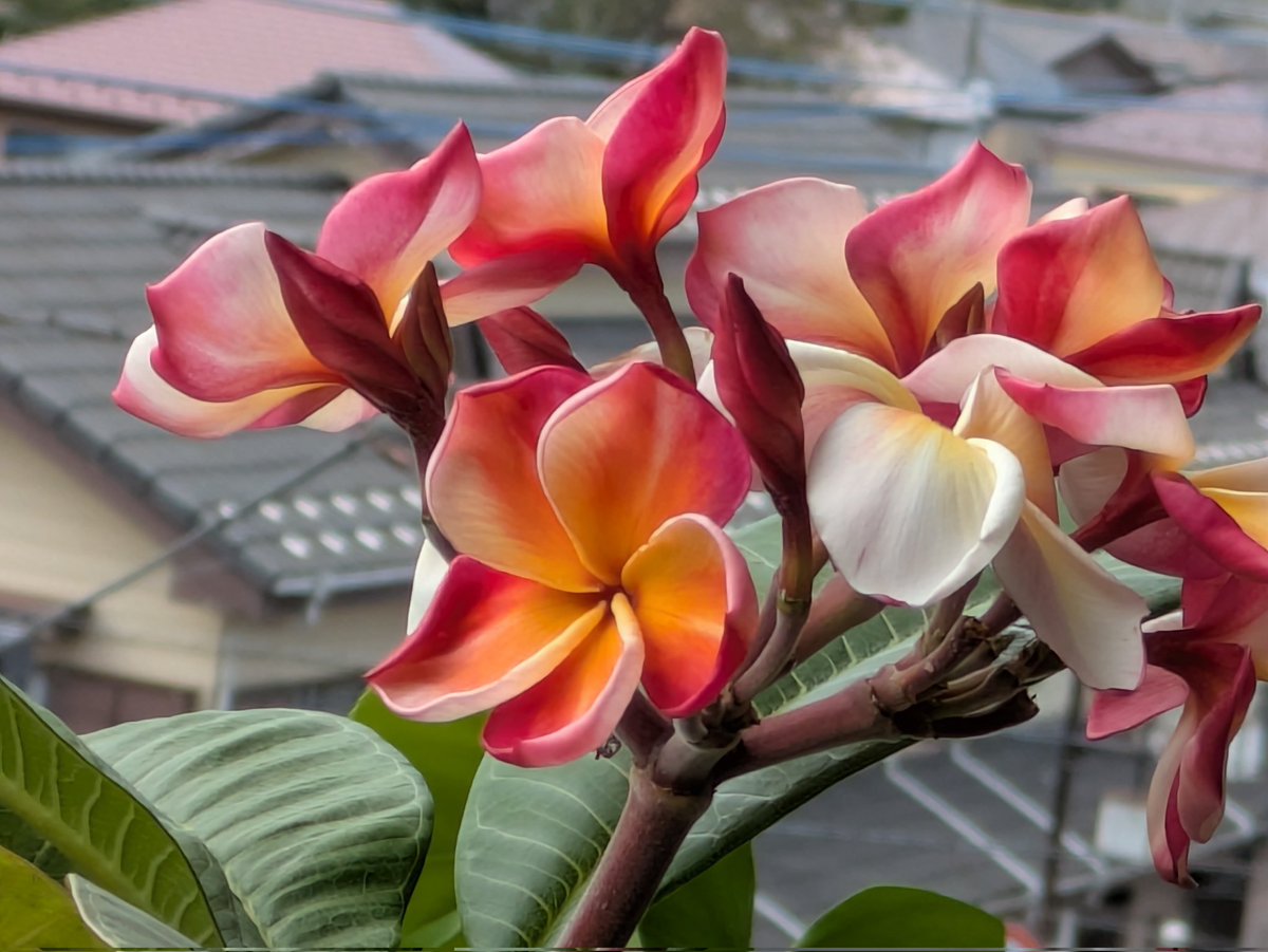 springpudding21's tweet image. おはようございます🌞
母が生前20年以上前にくれた球根植物に小さな白い花が初めて咲きました🌼名前が分かりません😅
どなたかご存知でしたら教えてください🙏☺️
プルメリアも元気です💪
今日は植物イベントに行ってきます🌿
皆さま今日もステキな1日を🌈☺✨️