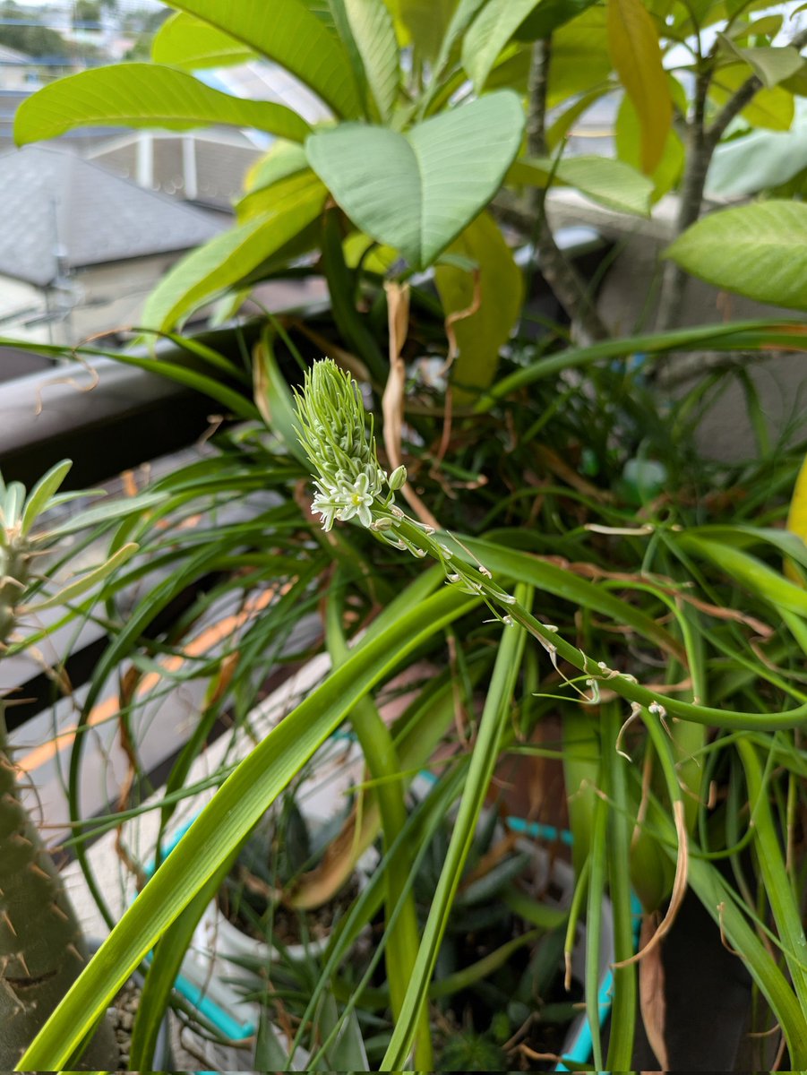 springpudding21's tweet image. おはようございます🌞
母が生前20年以上前にくれた球根植物に小さな白い花が初めて咲きました🌼名前が分かりません😅
どなたかご存知でしたら教えてください🙏☺️
プルメリアも元気です💪
今日は植物イベントに行ってきます🌿
皆さま今日もステキな1日を🌈☺✨️