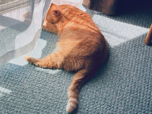 最近全然こっち来てなかったので日向ぼっこ中の毛玉先生の写真をぽい！かき氷に完敗して一瞬死んだりしていましたが元気です