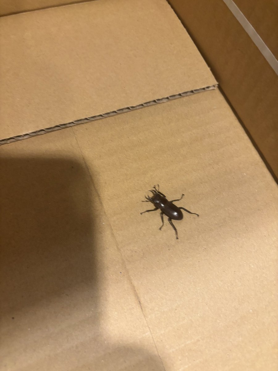 今朝通勤途中でクワガタを拾いました。