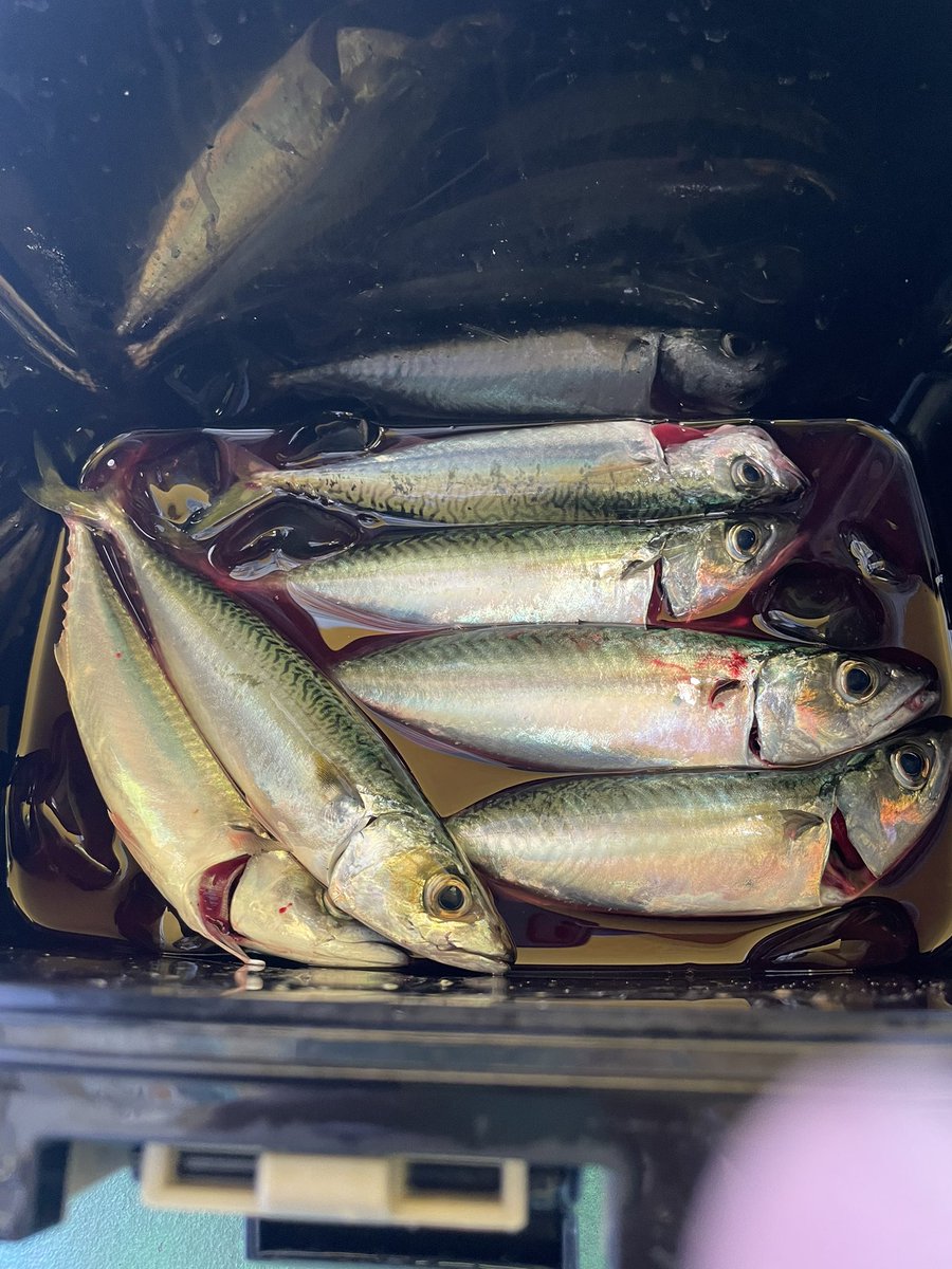 鯖（30センチ）が沢山釣れたよ！