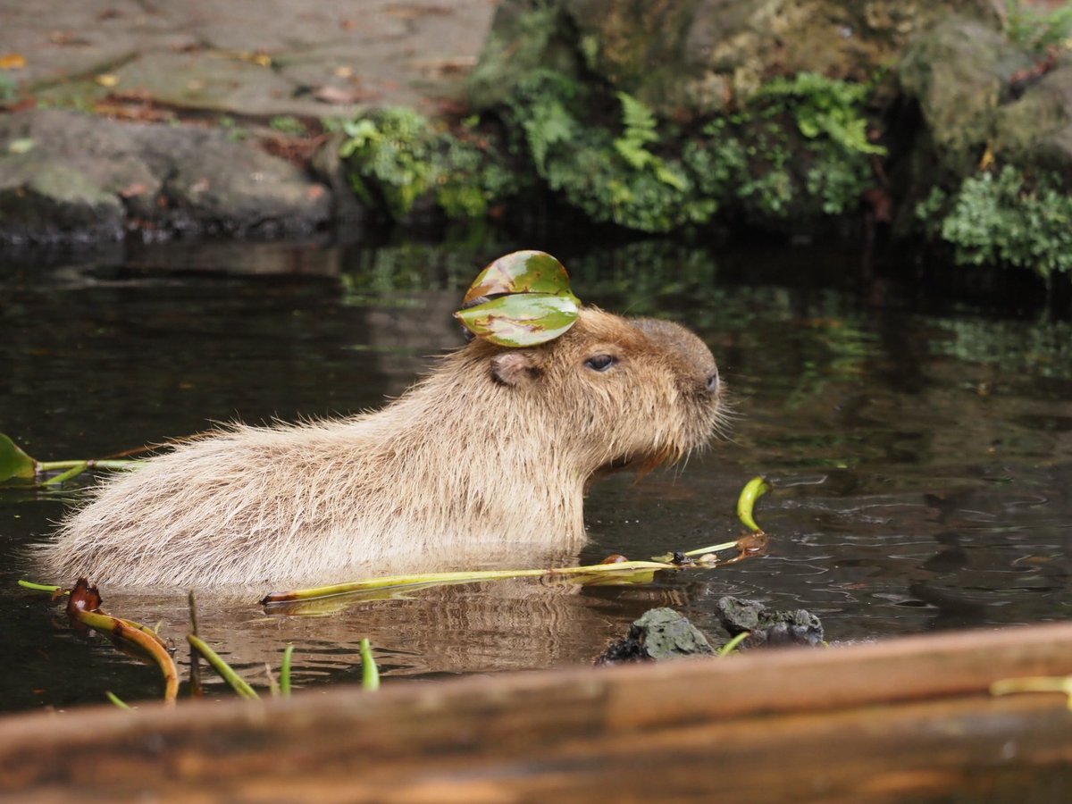 おすすめ秋の装いはグリーンベレーのピース

 ＃大宮公園小動物園の存続を求めます