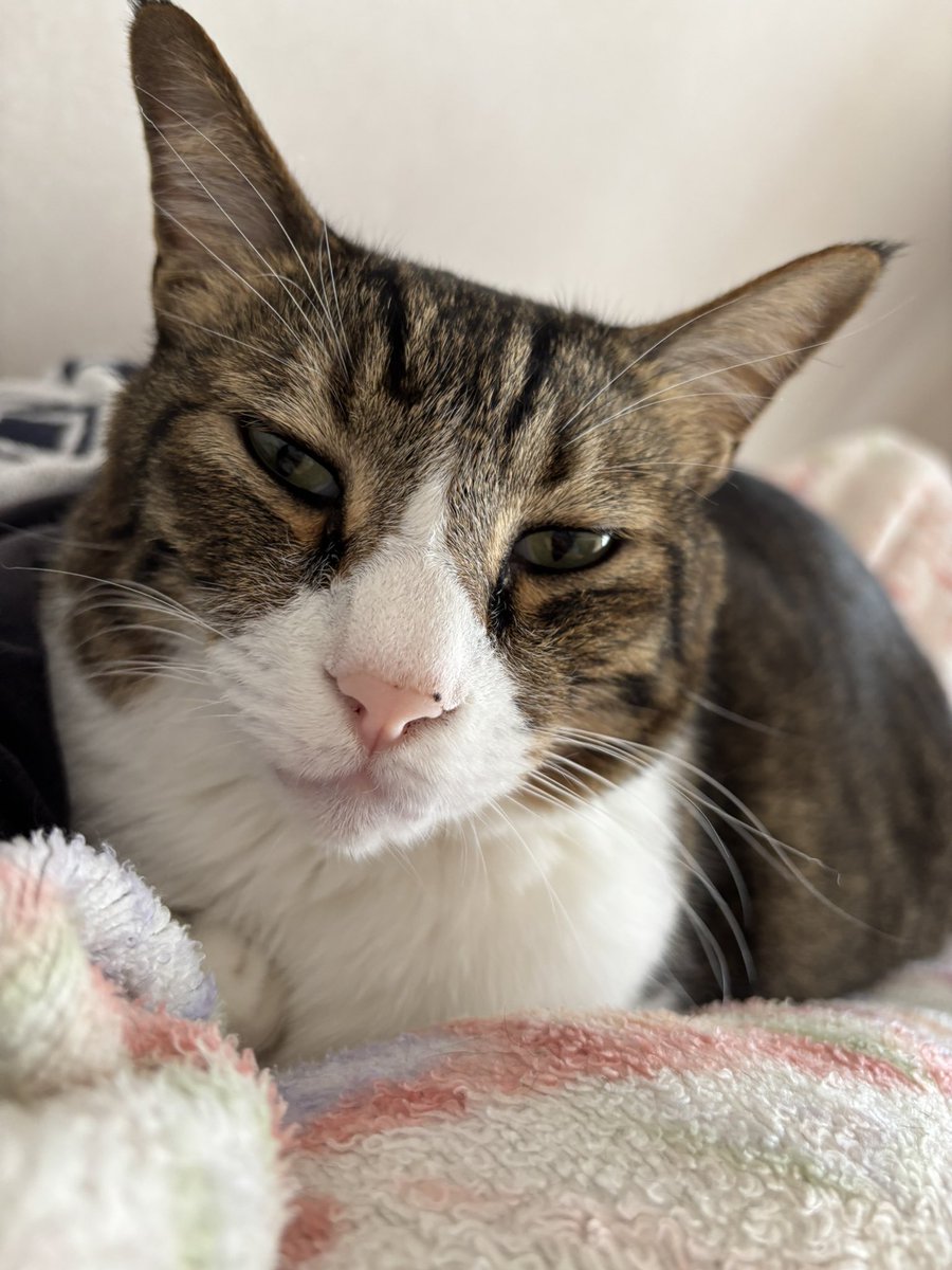 この子甘えん坊すぎて困ります(  ･᷄-･᷅ )