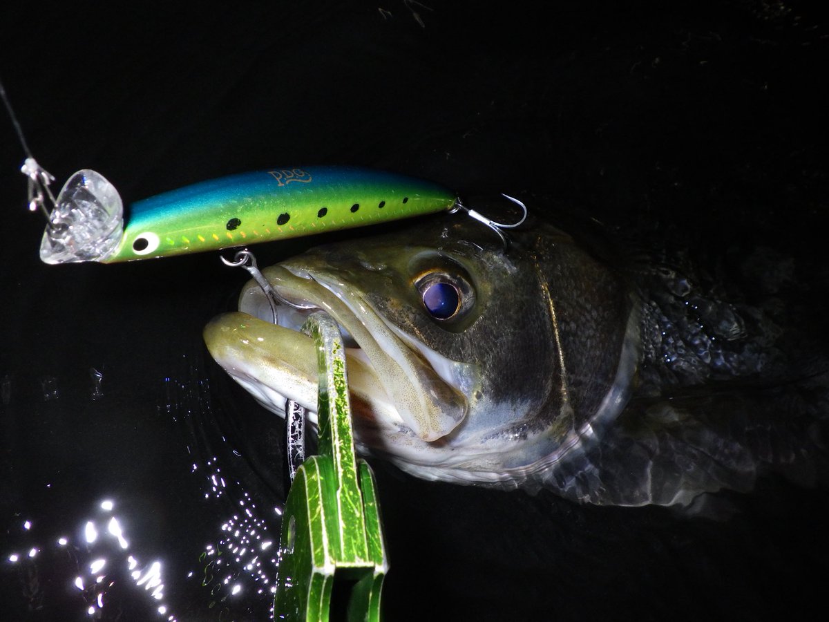 i_01222's tweet image. fimoオリカラルアーでつ抜け達成🙌

どんどん秋に向かってますね😊

#fimo
#fimoフィールドテスター
#fimoオリカラ
#シーバス
#東京湾奥