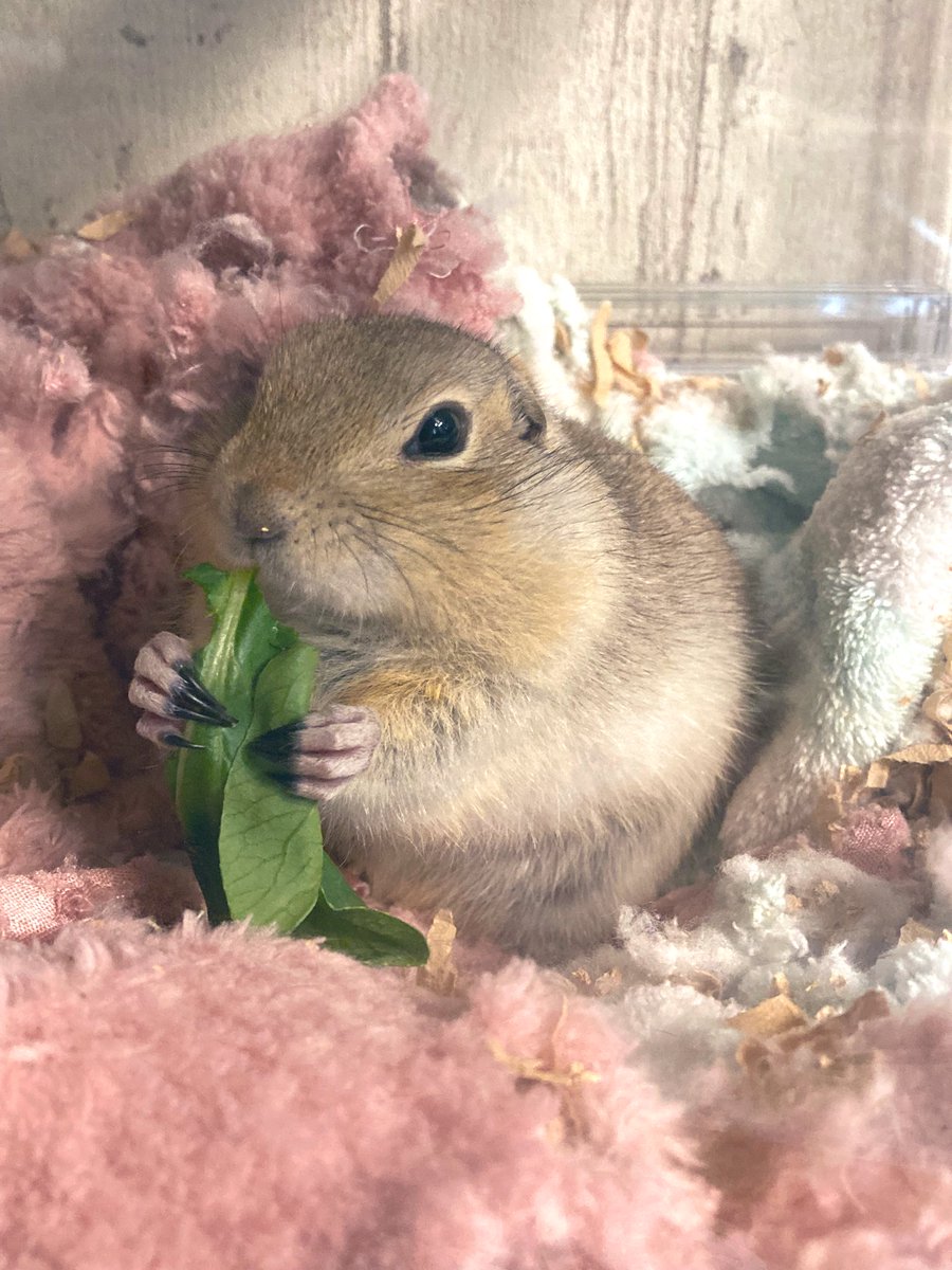 MiMiページ 楽天市場】(KP)mimi立体モチーフつき上下セット : NARUMIYA