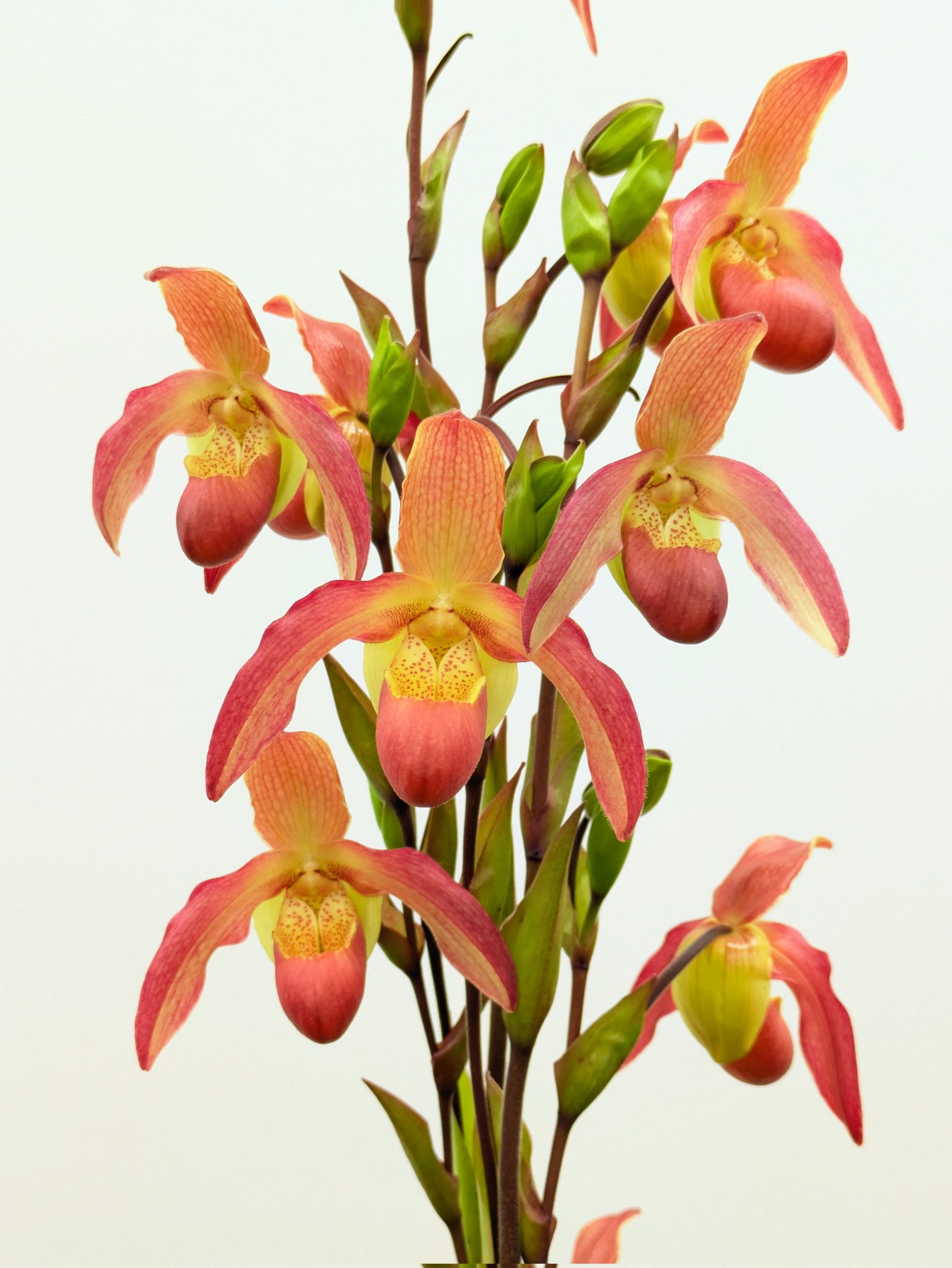 蘭花ページ ヘレン：花器 四角 (S) | 花器 | Sghr
