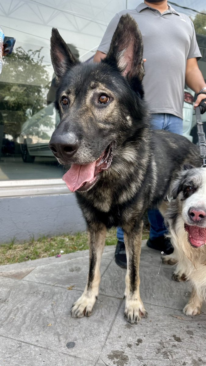 itscrispybtch's tweet photo. Hoy le hice piojito a más de 10 perritos
Hoy fue un día buenísimo ✨💖 https://t.co/MXWCoAPrkG