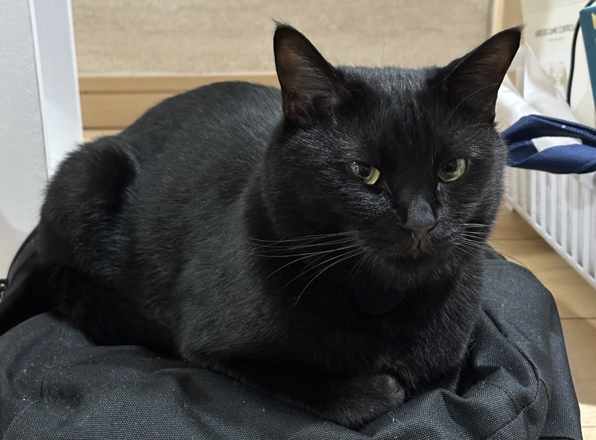 ♡黒猫( ΦωΦ )♡とまとめ プーニャ❤(ΦωΦ) · · 猫が床に落ちてる季節は よくプーニャが見