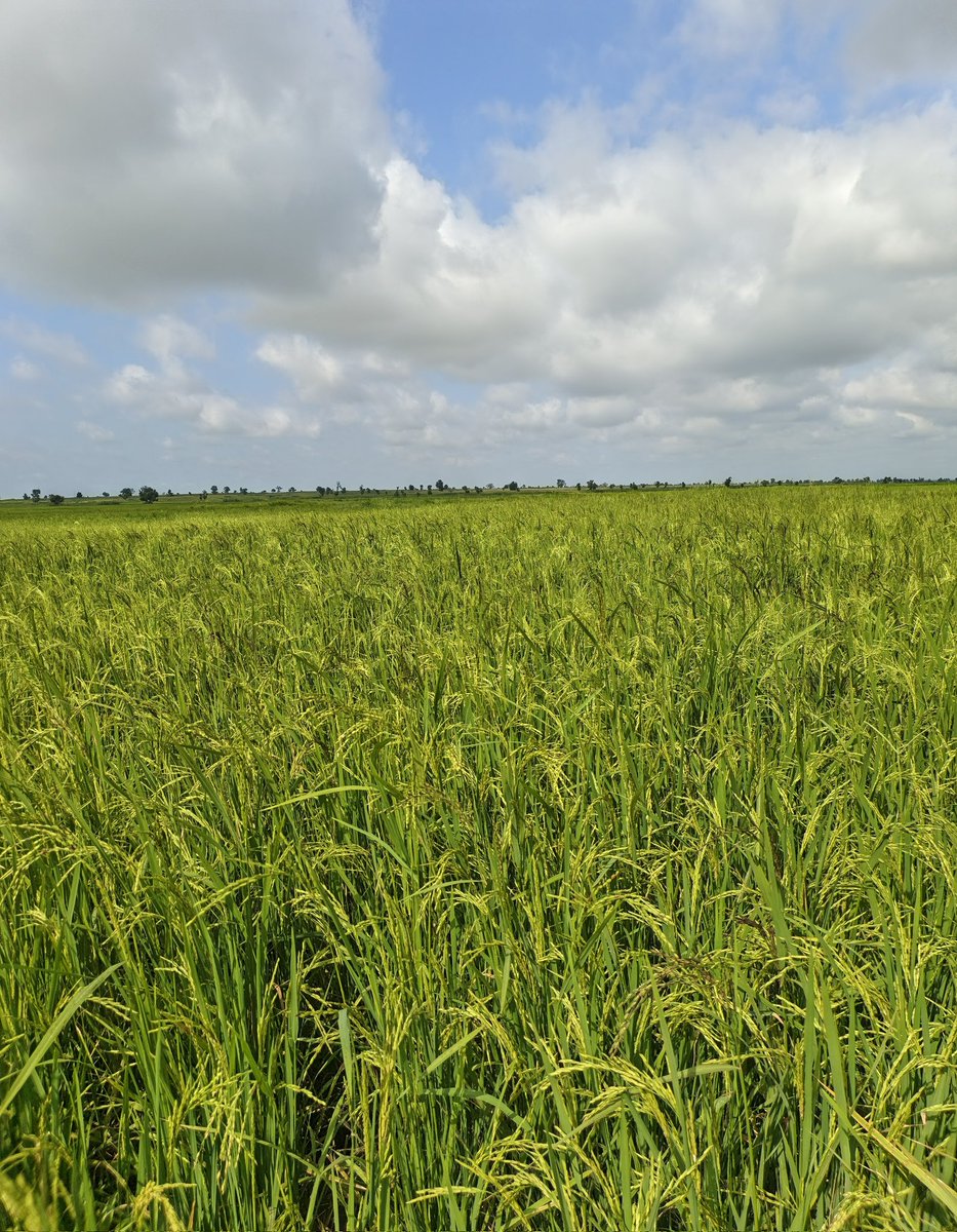 Our basmati rice journey.. 
Frame 1:  land preparation
Frame 2: 6weeks after planting
Frame 3: 2 weeks after npk application
Frame 4: 1 week after urea application