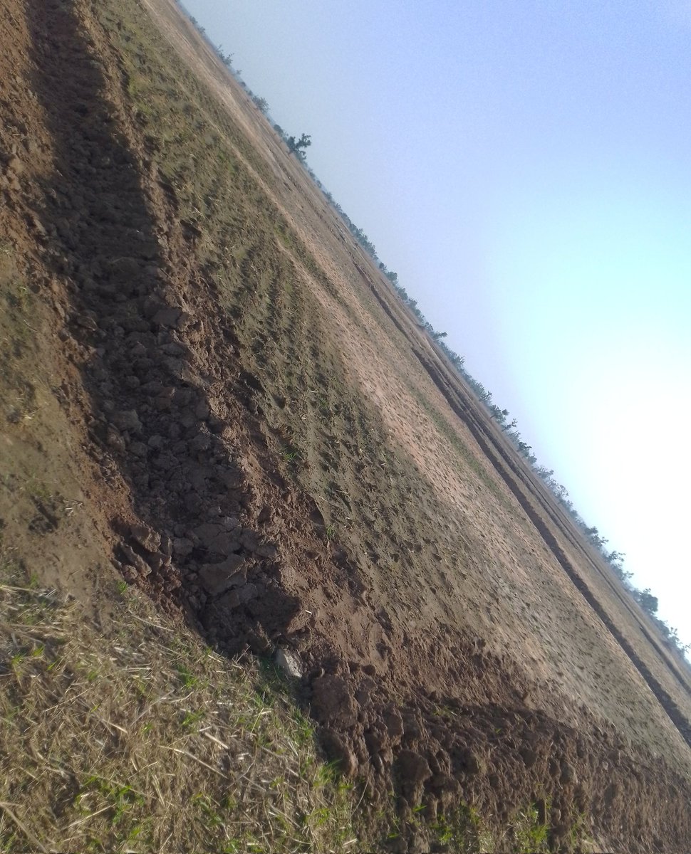 yenyenpurehoney's tweet photo. Our basmati rice journey.. 
Frame 1:  land preparation
Frame 2: 6weeks after planting
Frame 3: 2 weeks after npk application
Frame 4: 1 week after urea application https://t.co/Uh6mBU0o9K