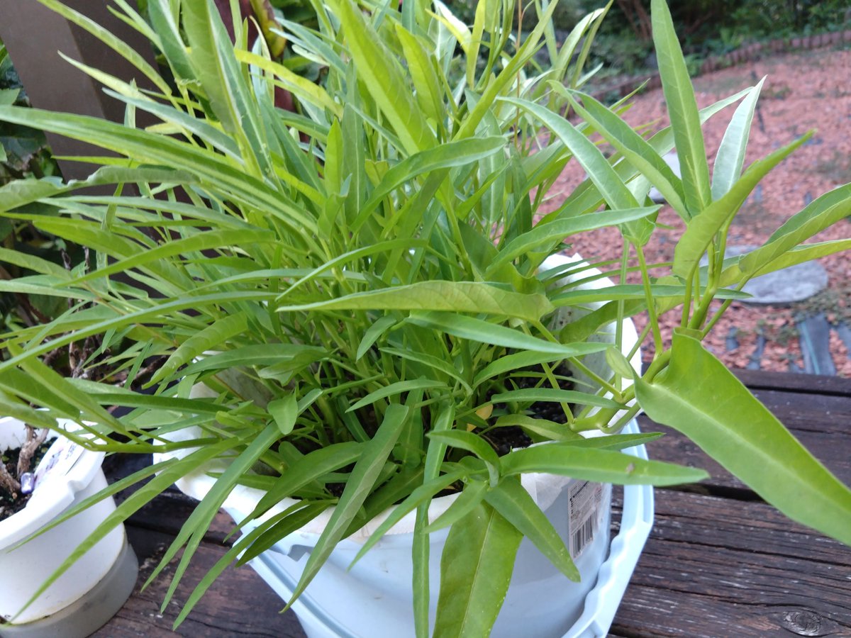 今年始めた空芯菜の水耕栽培（笑）
バケツとザルを使って😁
もうね、6回目の収穫🎵
何度も生えてくる👍
来年はバケツ増やそうかな(笑)