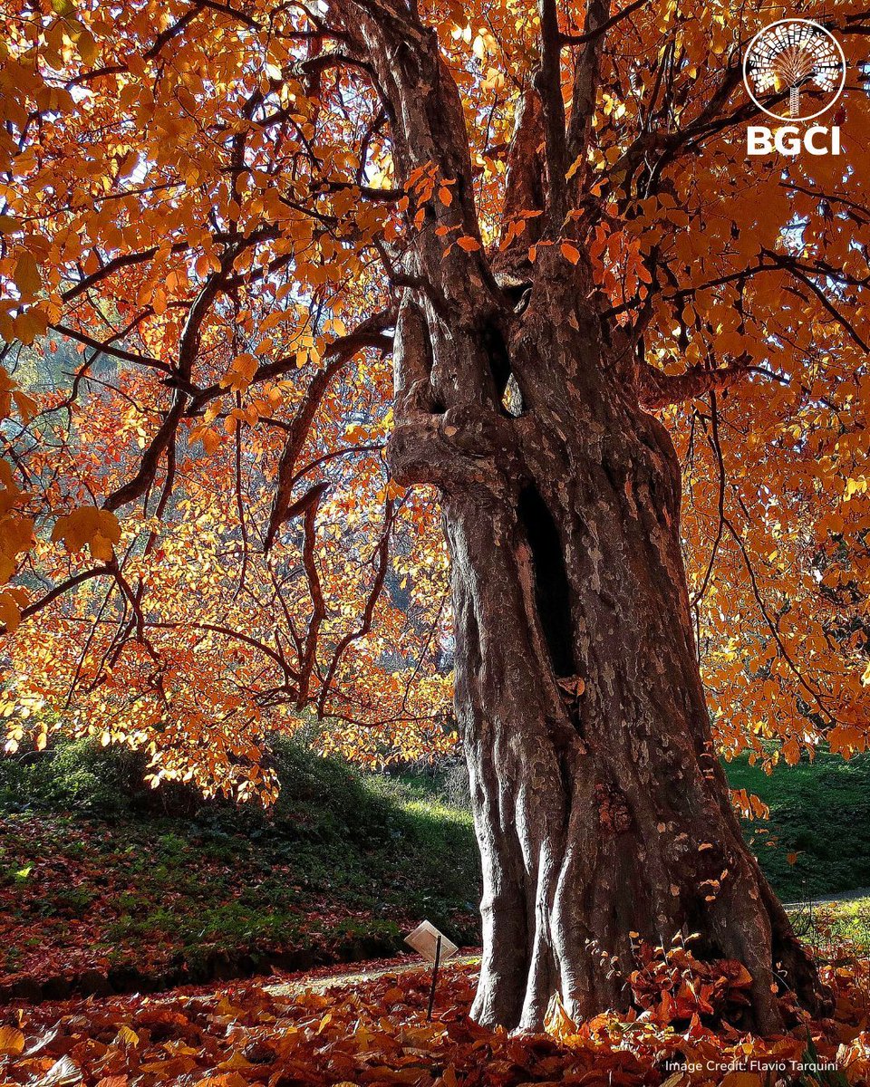 Botanic Gardens Conservation International tweet media