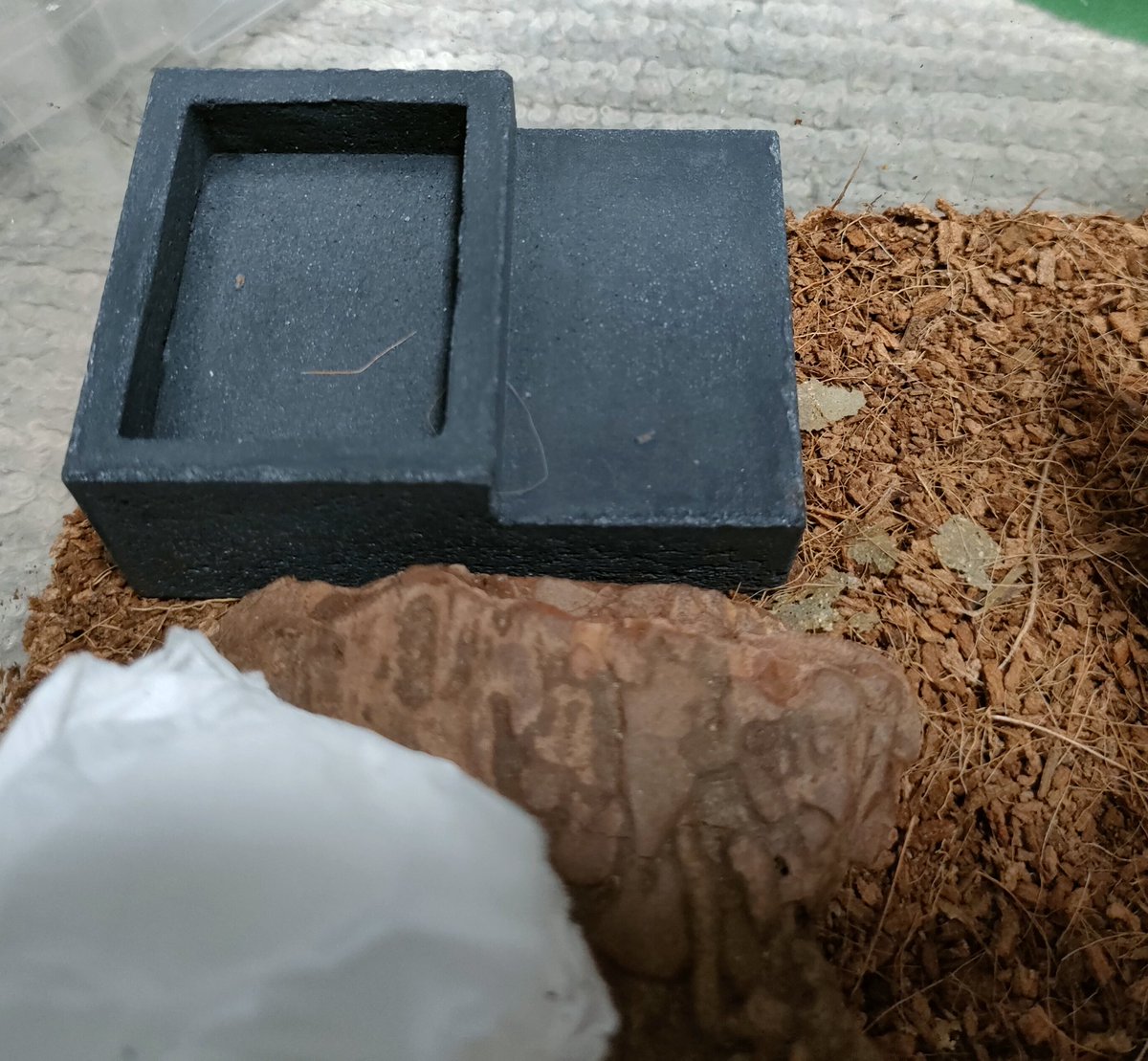 忖度を知らぬ虫
紙魚バトルに備えてまずはおうちを強くした。なんて偏差値の高そうなおうちなんだ…。ティッシュとはまるで対極すぎる
<a href="/BlueGeckolab/">ブルーゲッコーラボ</a>