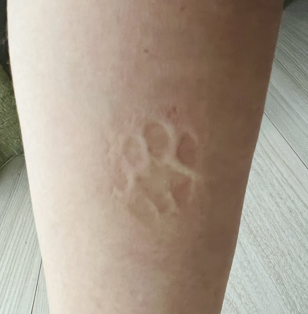 胡座かいてる足に猫がずっと乗ってて、やっと降りてくれた。
ふくらはぎに🐾