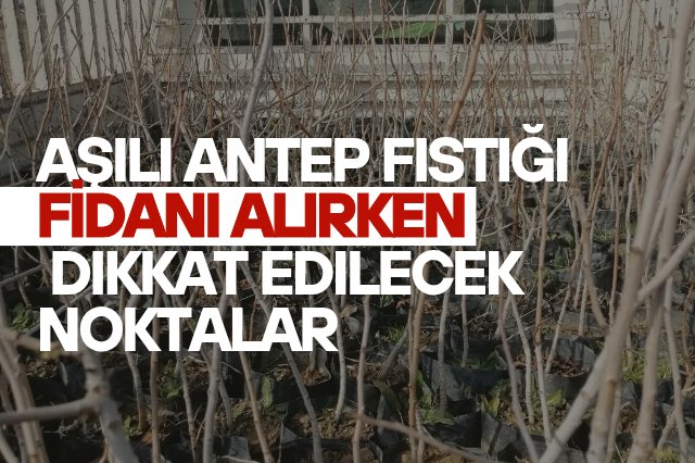 Doğru fidan seçimi 
hakielik.com/antep-fistigi-…