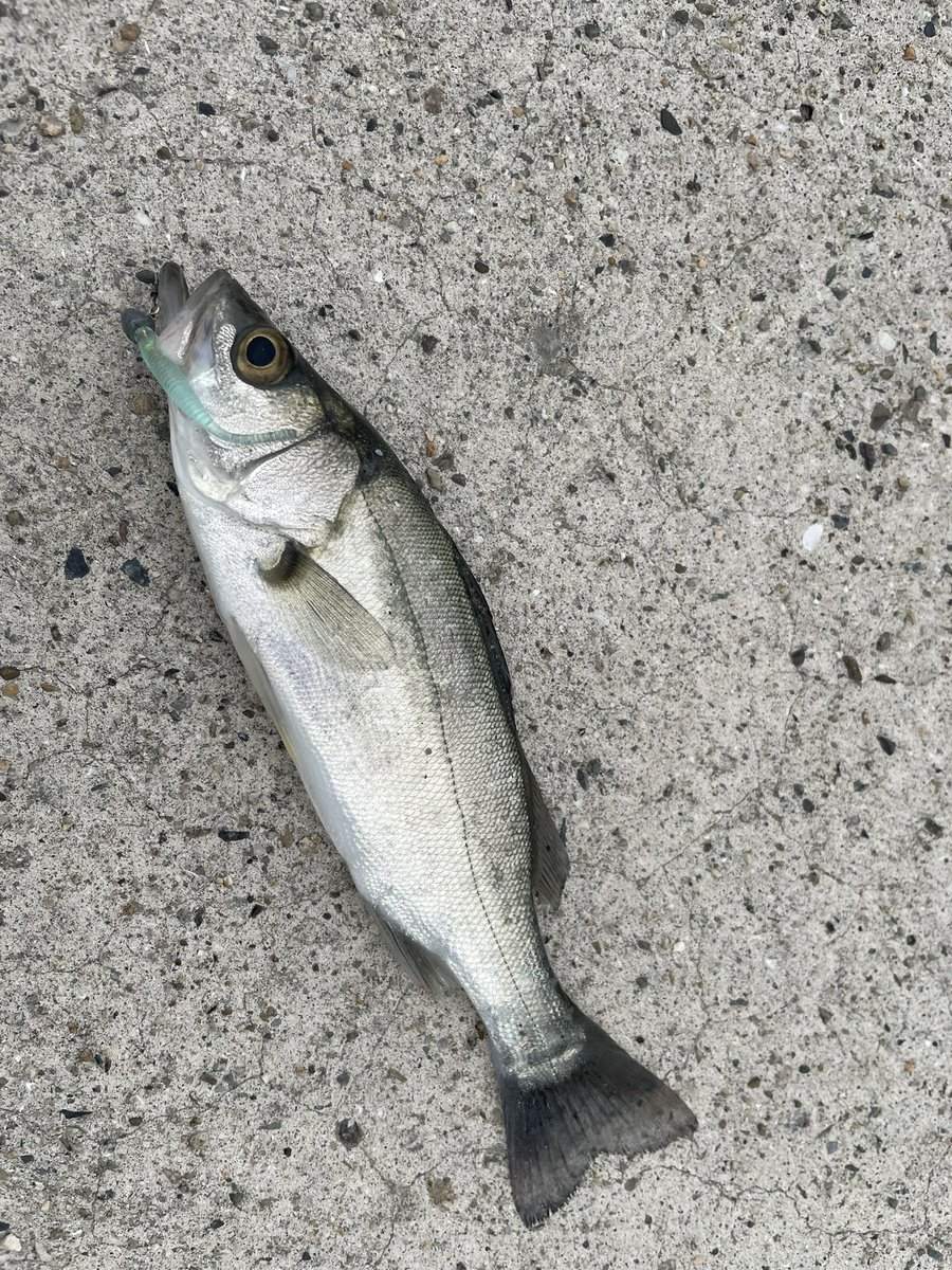 Kh9Mtf's tweet photo. 岡山シーバス🐟（チーバス）
ピザ食べた後1時間だけ釣り🎣

とんでもない数のセイゴが湧いてて10匹以上キャッチ
大きさは大きくても20センチほどでしたがかなり楽しめました🐟 https://t.co/bzWy6JgdPt
