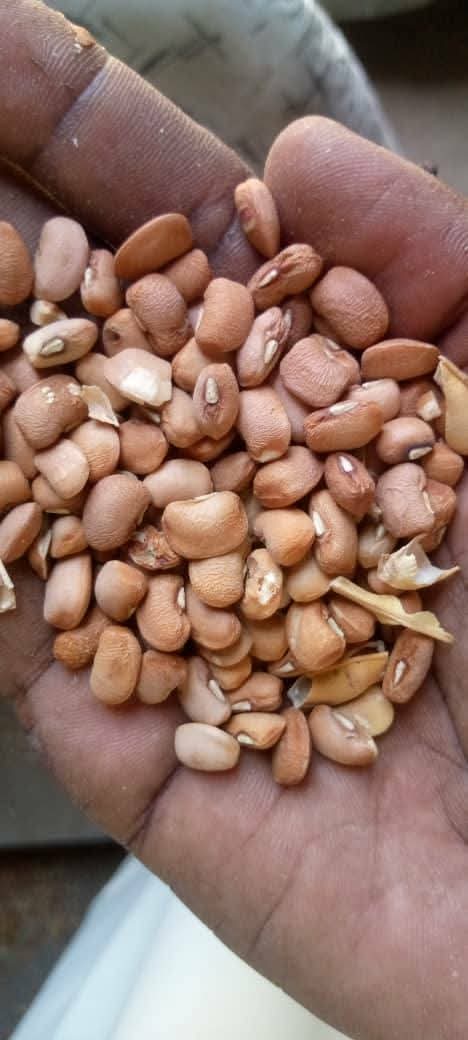 _Amdfarms's tweet photo. We've 400 BAGS of Premium Maiduguri Brown Beans 
Available right now @ ₦70,000 per bag only per 50kg bag

Clean &amp; well–sorted
Direct from Maiduguri farmers
Perfect for bulk buyers, processors &amp; exporters
Ready for immediate pickup / swift delivery

It's available for immediate https://t.co/mIU1Ud684J