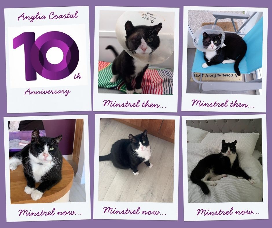 September marks the month when the branch is celebrating its 10th anniversary, and during the month we are featuring some of the memorable cats that we’ve helped to rehome over the years, now we’re onto…

2022… Minstrel

Read his story... facebook.com/CatsProtection…