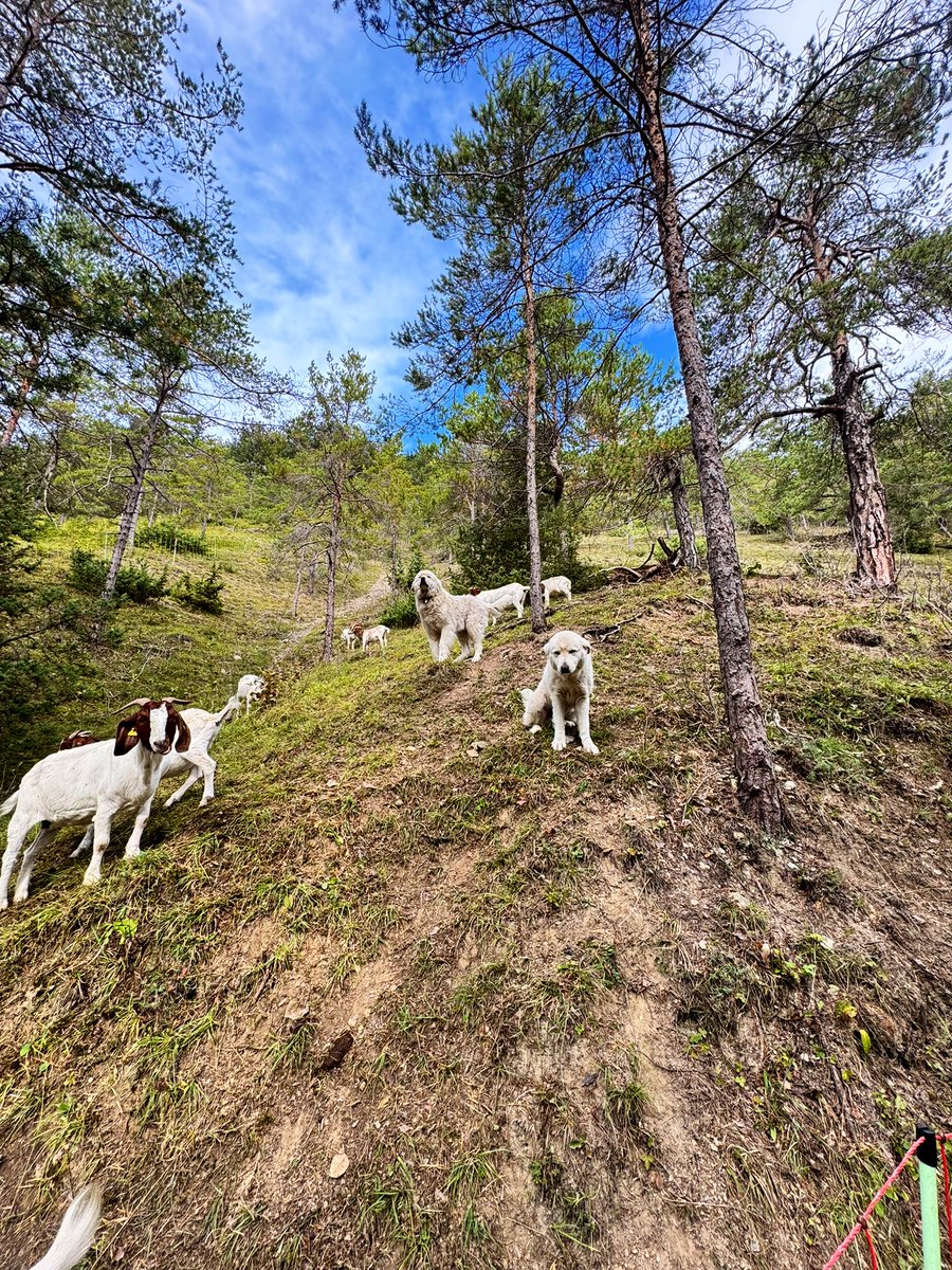 Heute stürmt es bei uns heftig. Passt auf euch auf. Ich baue nun die Weiden um. 💨