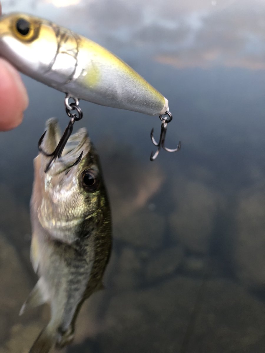 エムワイズです エムワイズ (@myslures) / X