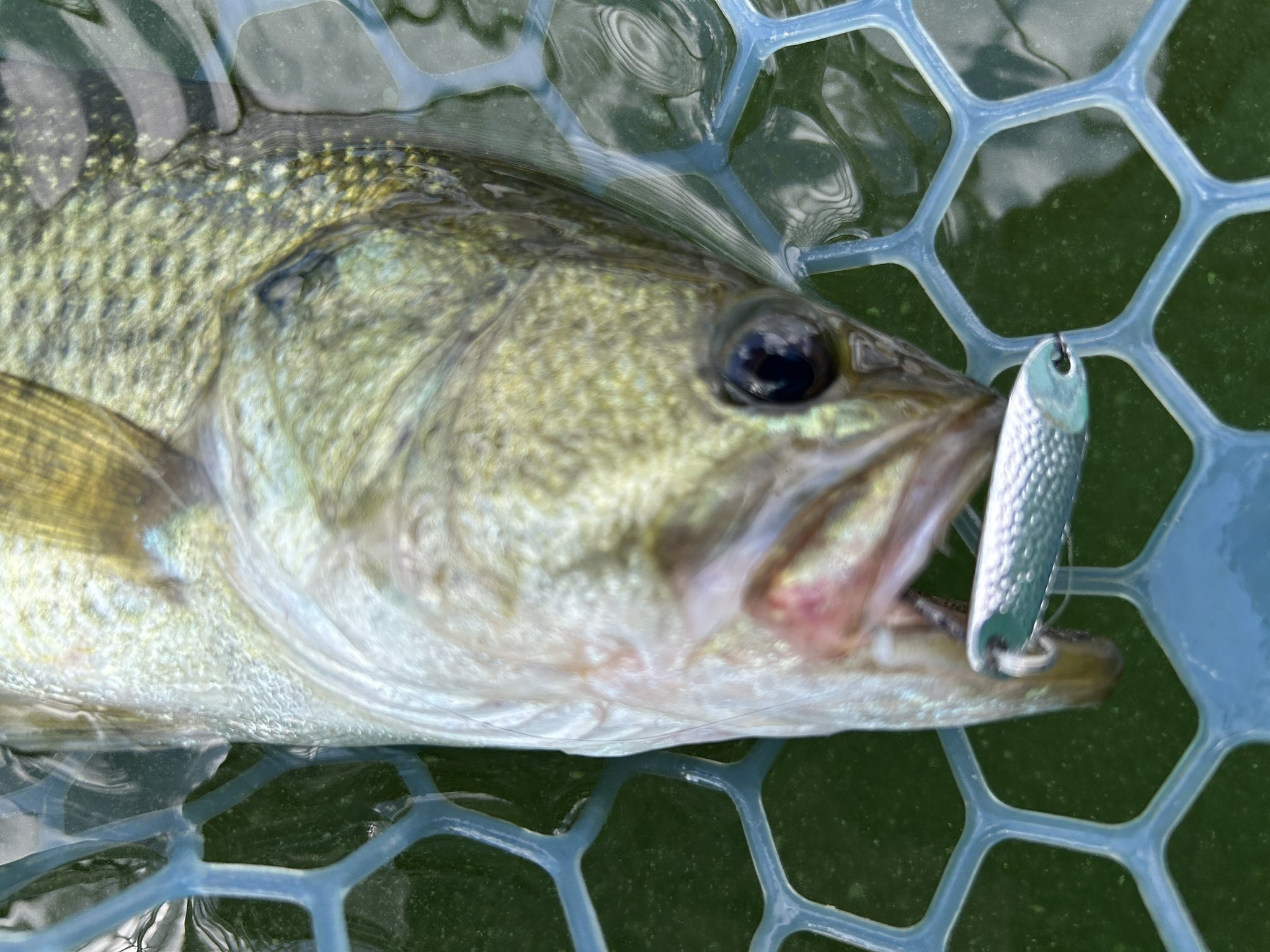 釣具・雑貨・eyes CHIBI ZX | PRODUCTS | trout nories