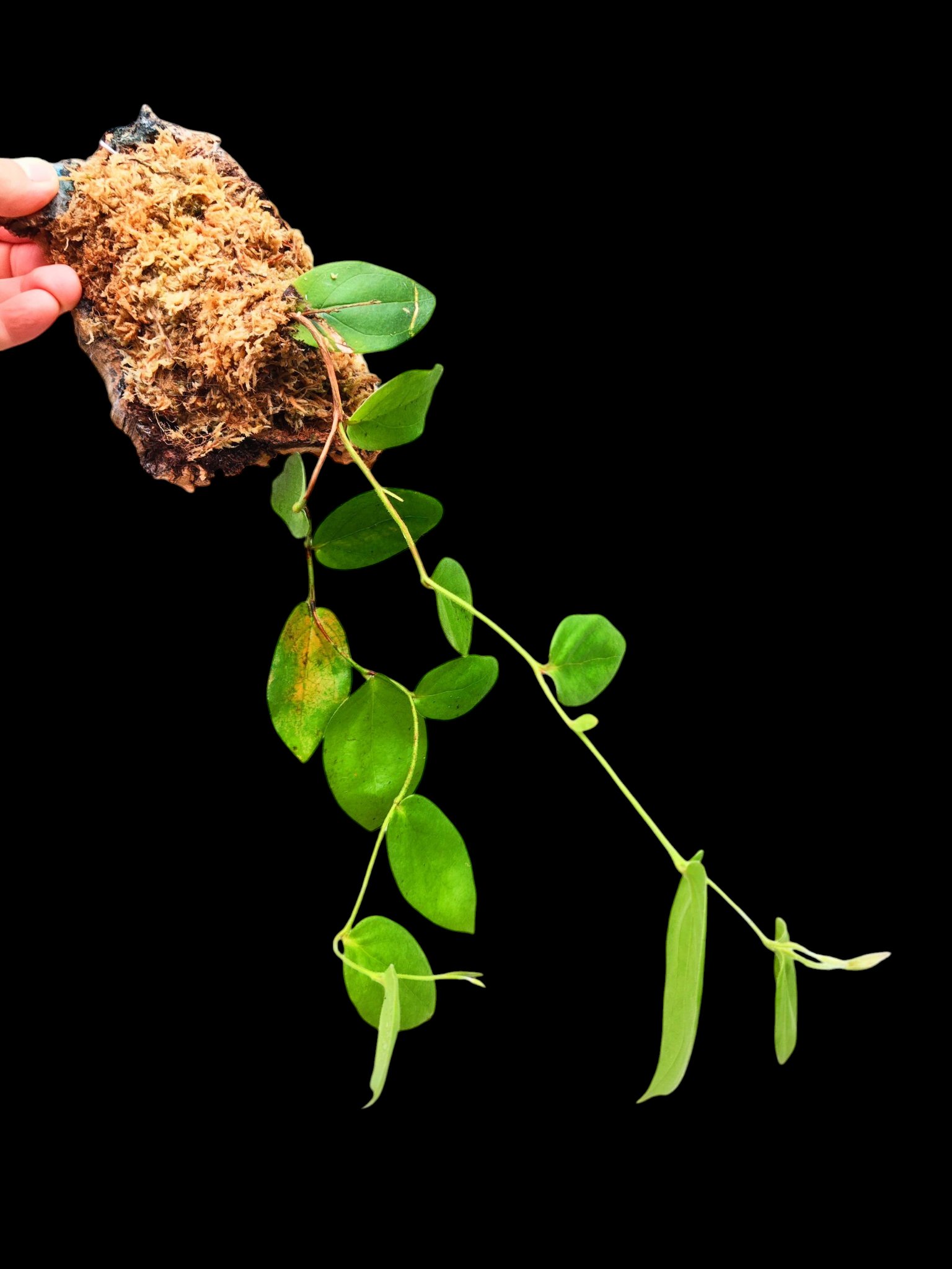 セラトステマ ペンデンス ケラトステマ ceratostema pendens