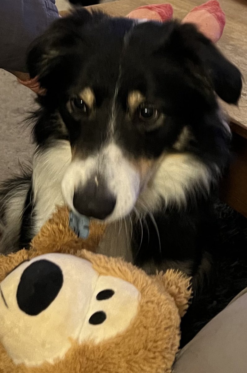 There are many faces of Border Collie “Flynn” ! Here’s 4 !