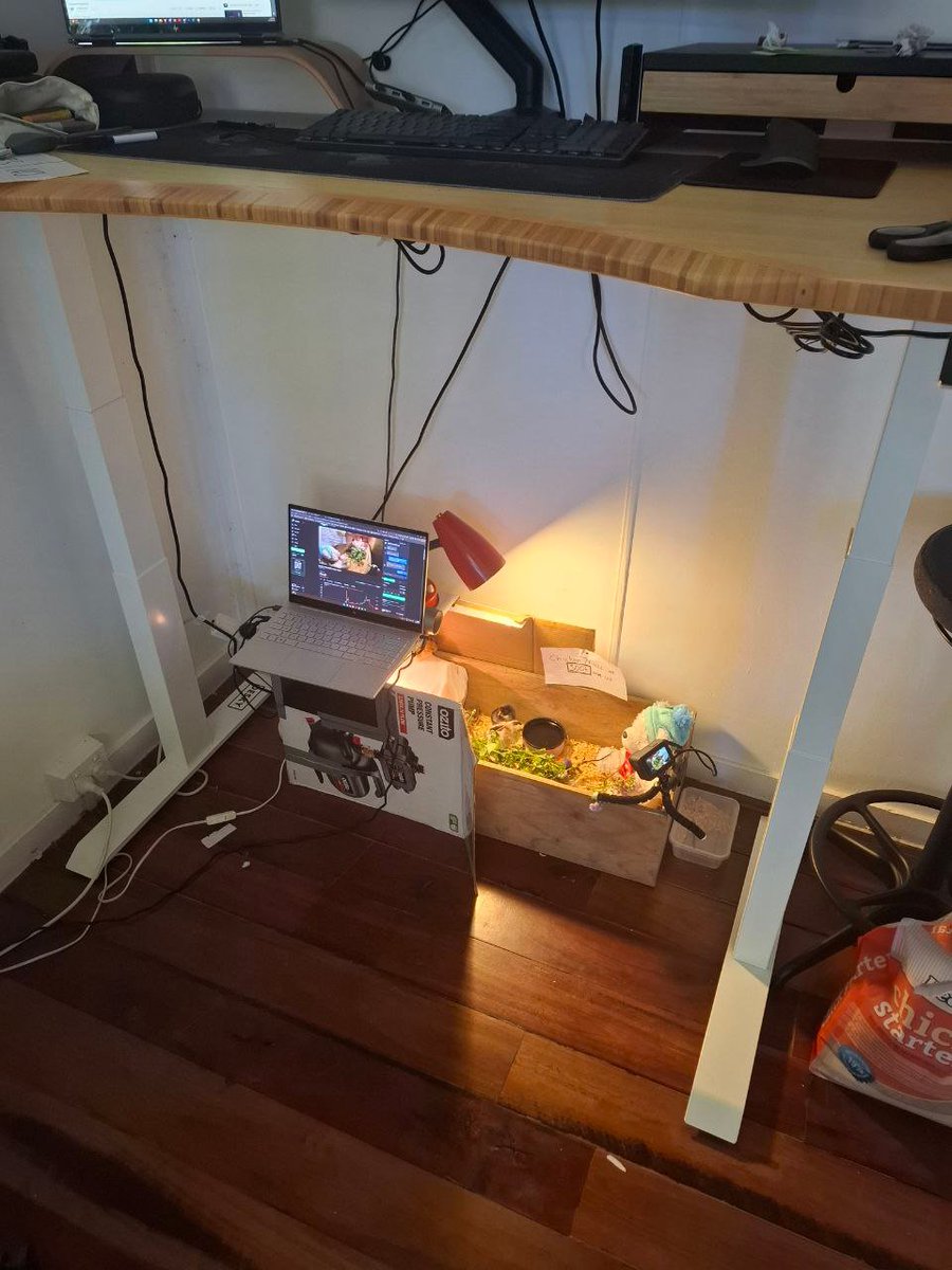 stream_bab91972's tweet photo. The Baby Chicken Stream behind the scenes

Currently setup under my work desk

this little experiment is taking on a life of it's own.

We're almost at $300 creator fees - at $600 the chickens get a significant lifestyle upgrade

$CHICK https://t.co/yxVKWUgYh4