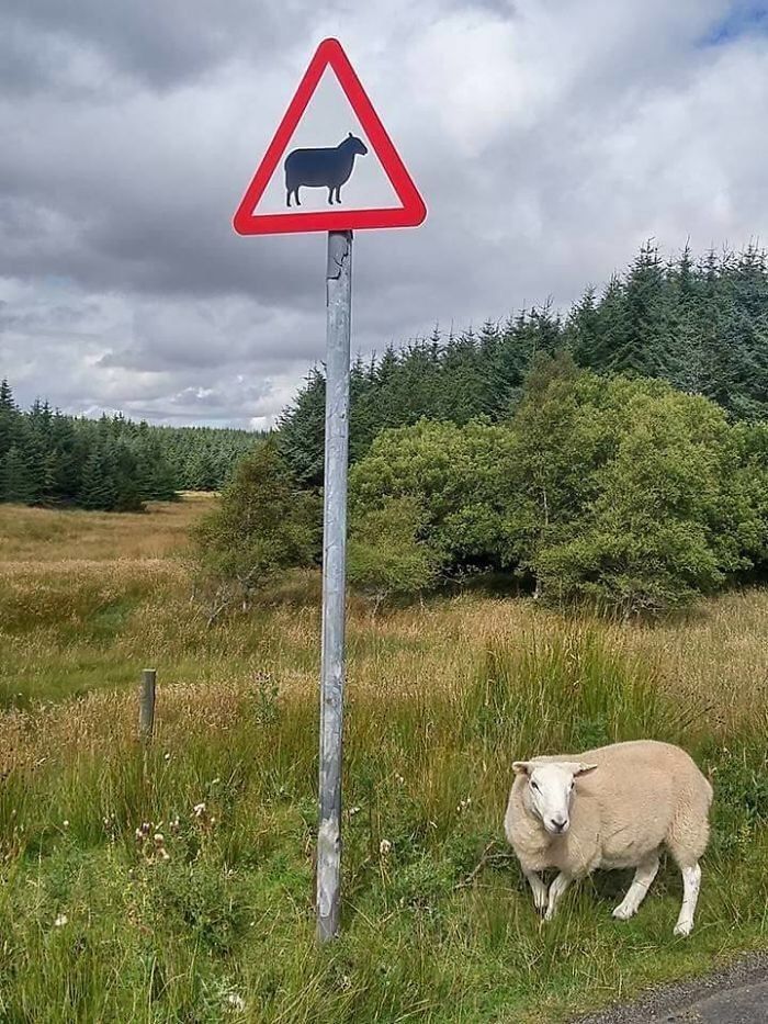 🪧🐑